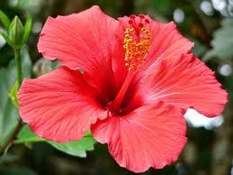 hibiscus2.jpg hibiscus2.jpg